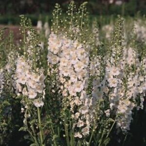 Verbascum Phoeniceum 'Flush Of White' LARGE Perennial Plug Plants Pack X6