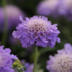 Scabiosa Dwarf (Scabious) Blue Note Perennial LARGE Plug Plants Pack x3