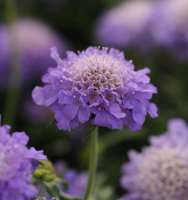 Scabiosa Dwarf (Scabious) Blue Note Perennial LARGE Plug Plants Pack x3