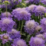 Scabiosa Dwarf (Scabious) Blue Note Perennial LARGE Plug Plants Pack x3