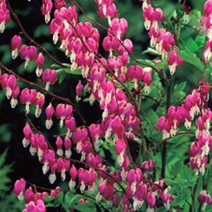 Dicentra Spectabilis (Bleeding Heart) Perennial 9cm Pot Plants Pack x3 SPECIAL