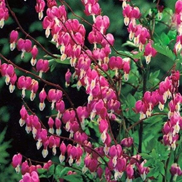 Dicentra Spectabilis (Bleeding Heart) Perennial 9cm Pot Plants Pack x3 SPECIAL