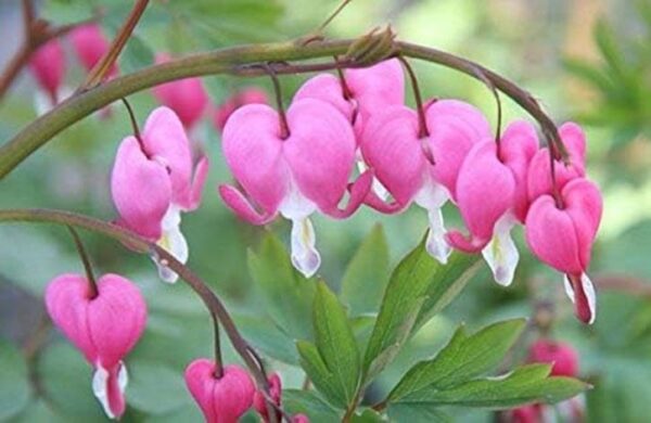 Dicentra Spectabilis (Bleeding Heart) Perennial 9cm Pot Plants Pack x3 SPECIAL