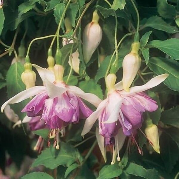 Fuchsia Trailing 'Blue Mirage' Summer Garden Plug Plants Pack x6