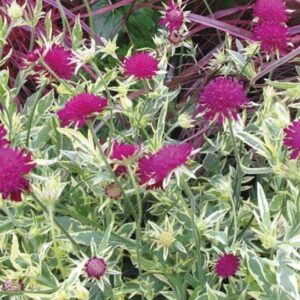 Knautia Macedonica 'Thunder & Lightning'  Perennial LARGE Plug Plants Pack x3