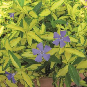 Vinca Minor Imagine® Perennial Garden Plug Plants Pack x6
