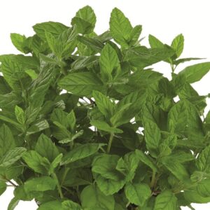 Mentha 'Green Mint' Common Garden Mint Perennial Herb Plug Plants Pack x6