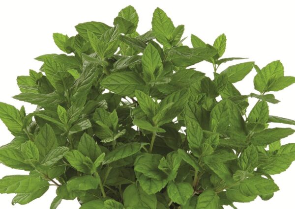 Mentha 'Green Mint' Common Garden Mint Perennial Herb Plug Plants Pack x6
