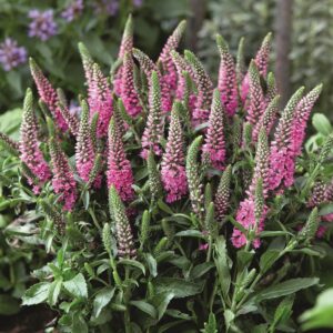 Veronica Spicata 'Bubblegum Candles' Perennial Plug Plants Pack x6