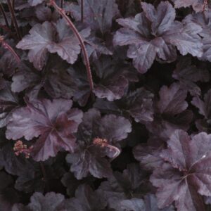 Heuchera x Hybrida 'Obsidian' Perennial Large Garden Plug Plants Pack x6