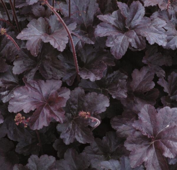 Heuchera x Hybrida 'Obsidian' Perennial Large Garden Plug Plants Pack x6