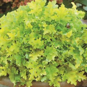 Heuchera x Hybrida 'Lime Marmalade' Perennial Large Garden Plug Plants Pack x6