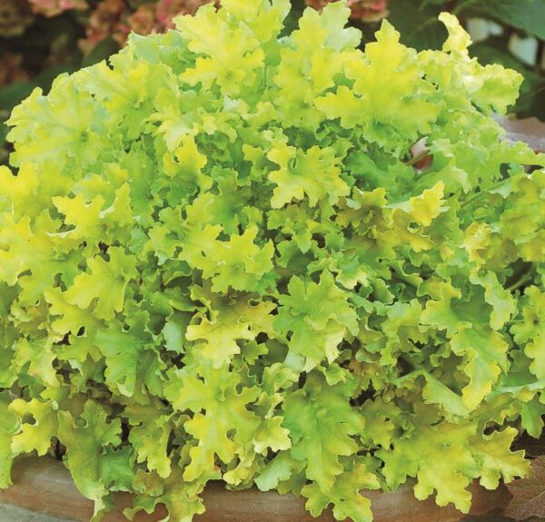 Heuchera x Hybrida 'Lime Marmalade' Perennial Large Garden Plug Plants Pack x6