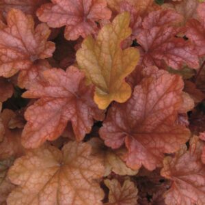 Heuchera x Hybrida 'Peach Flambre' Perennial Large Garden Plug Plants Pack x6
