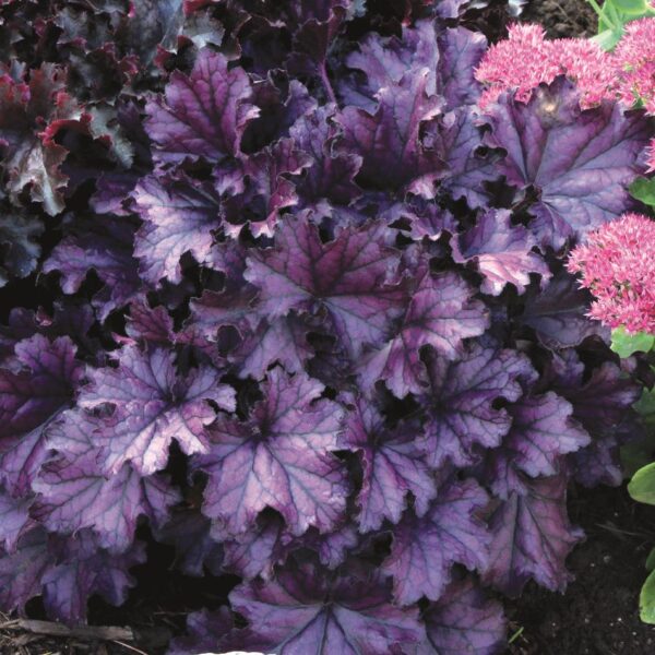 Heuchera x Hybrida 'Forever Purple' Perennial Large Plug Plants Pack x6