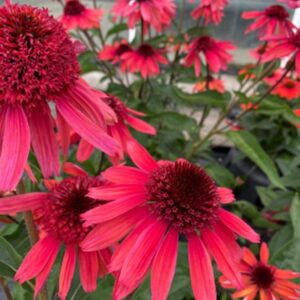 Echinacea (Coneflower) Papallo Semi Double Cherry Perennial LARGE Plug Plants Pack x3