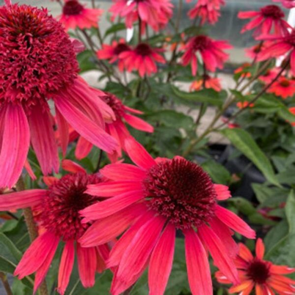 Echinacea (Coneflower) Papallo Semi Double Cherry Perennial LARGE Plug Plants Pack x3