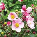 Anemone x Hybrida 'Satin Doll Blush' Pack x6 Plug Plants