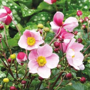 Anemone x Hybrida 'Satin Doll Blush' Pack x6 Plug Plants
