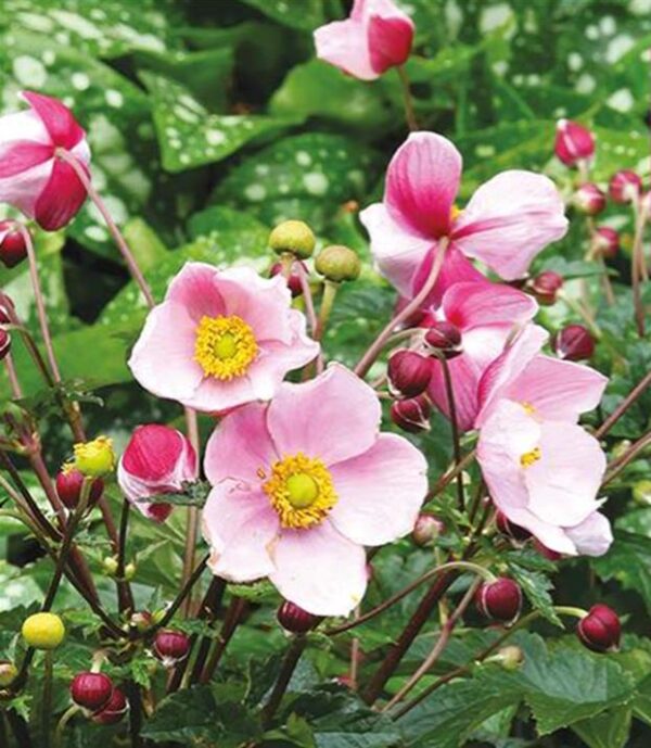 Anemone x Hybrida 'Satin Doll Blush' Pack x6 Plug Plants