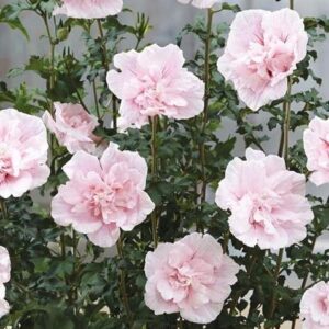 Hibiscus Syriacus Double Pink Chiffon 9cm Pot Plants Pack x3