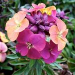 Erysimum 'Artist Paintbox' Perennial Wallflower Pack x3  Pot Plants 9cm