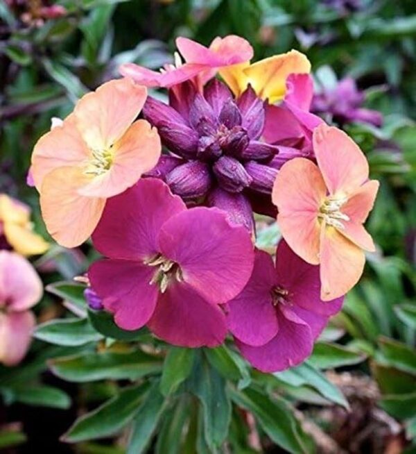 Erysimum 'Artist Paintbox' Perennial Wallflower Pack x3  Pot Plants 9cm