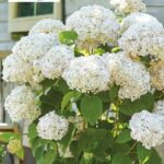 Hydrangea 'Candybelle Marshmallow' 9cm Plant x1