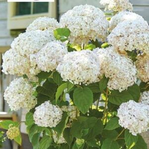 Hydrangea 'Candybelle Marshmallow' 9cm Plant x1