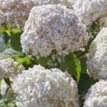 Hydrangea 'Candybelle Marshmallow' 9cm Plant x1