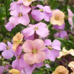 Erysimum 'Night Skies' Perennial Wallflower Pack x3 Pot Plants 9cm