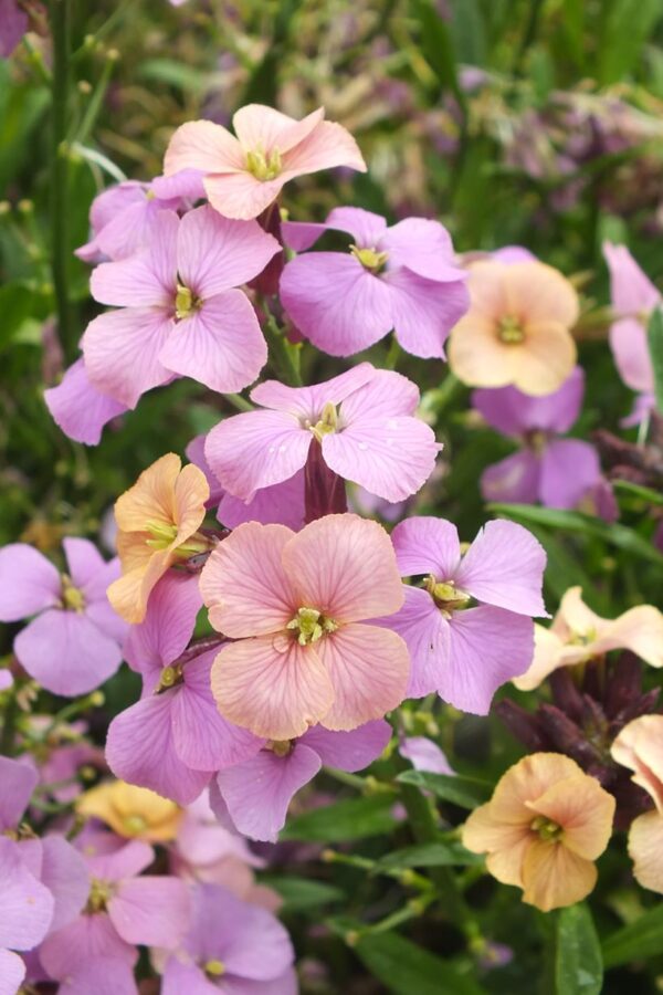 Erysimum 'Night Skies' Perennial Wallflower Pack x3 Pot Plants 9cm