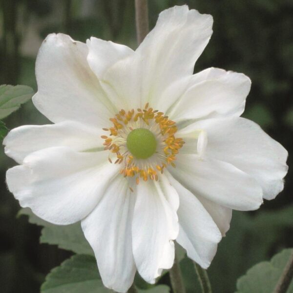 Anemone Japanese  Hybrida 'Honorine Jobert' Perennial 9cm Pot Plants Pack x3