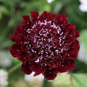 Scabious / Scabiosa Cottage Garden Blackberry Scoop Perennial Plug Plants Pack x6
