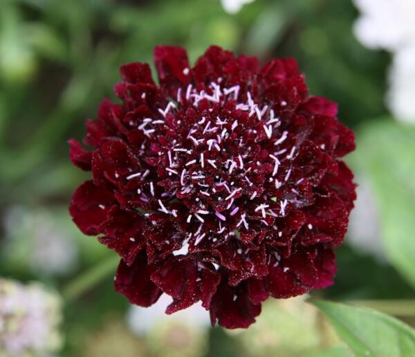 Scabious / Scabiosa Cottage Garden Blackberry Scoop Perennial Plug Plants Pack x6
