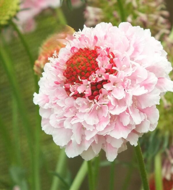 Scabious / Scabiosa Marshmallow Scoop Cottage Garden Perennial Plug Plants Pack x6