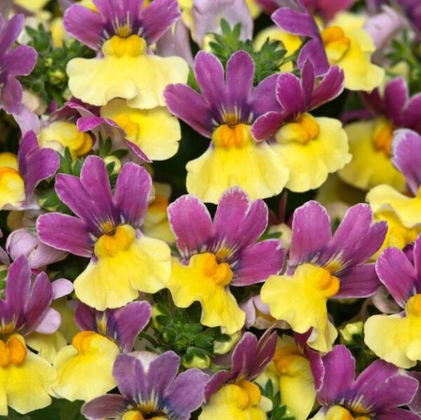 Nemesia Lady Lucy Garden Basket Plug Plants X 6