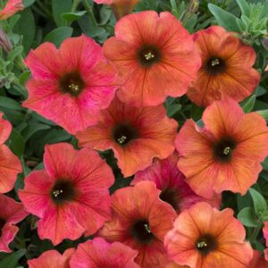 Petchoa BeautiCal 'Cinnamon' Trailing Plug Plants Pack x6
