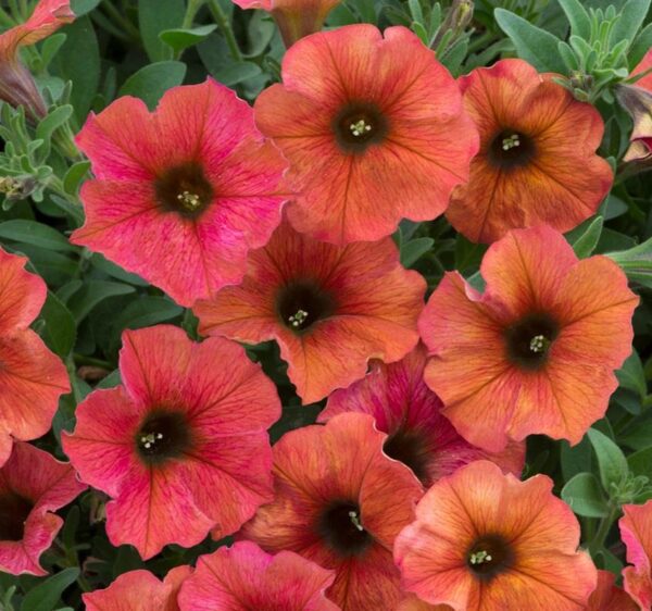 Petchoa BeautiCal 'Cinnamon' Trailing Plug Plants Pack x6