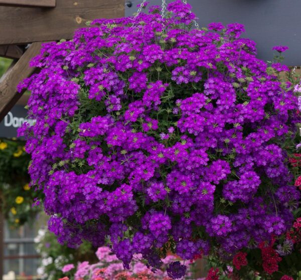 Verbena Enchantment Purple Trailing Basket Plug Plants Pack x6