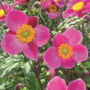 Japanese Anemone Hupehensis 'Praecox' LARGE Supersize Plug Plants Pack x3