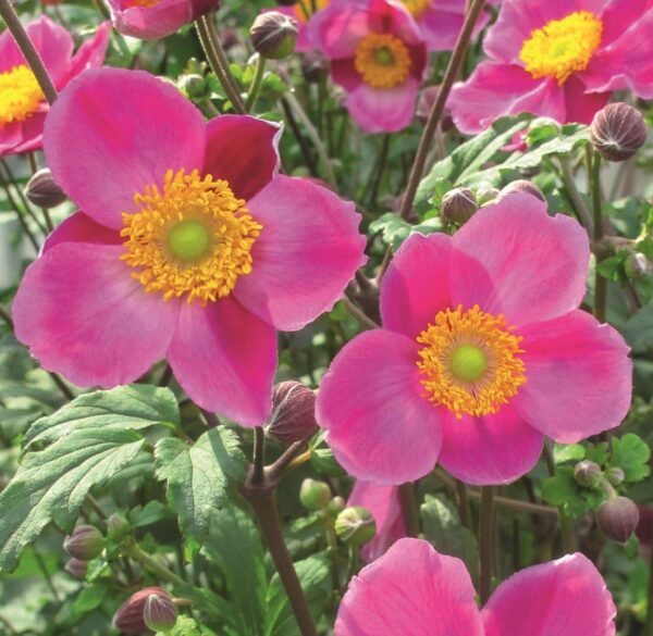 Japanese Anemone Hupehensis 'Praecox' LARGE Supersize Plug Plants Pack x3