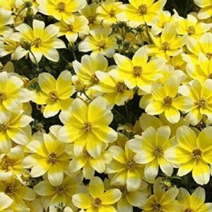Bidens 'Taka Tuka' White/Yellow Plug Plants Summer Blooms Pack x6