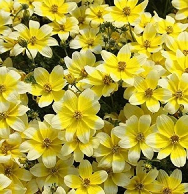 Bidens 'Taka Tuka' White/Yellow Plug Plants Summer Blooms Pack x6