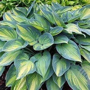 Hosta 'June' Perennial Garden Plug Plants 'Large' Pack x6
