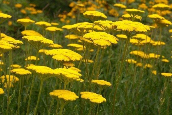 Achillea Filipendulina 'Cloth of Gold' Perennial Plug Plants Pack x6