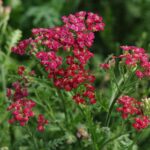 Achillea Millefolium 'Vintage Red' Perennial LARGE Plug Plants Pack x6
