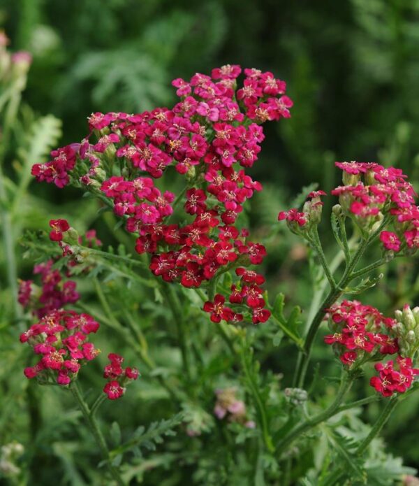 Achillea Millefolium 'Vintage Red' Perennial LARGE Plug Plants Pack x6