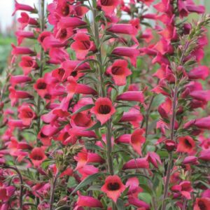 Digitalis 'Illumination 'Cherry Brandy' LARGE Plug Plants Pack x3