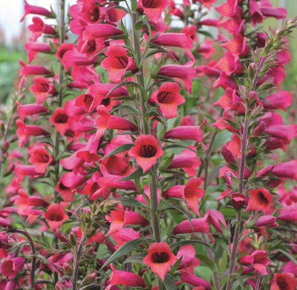 Digitalis 'Illumination 'Cherry Brandy' LARGE Plug Plants Pack x3